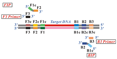 LAMP引物設(shè)計