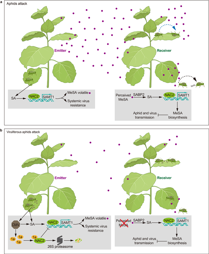 植物氣傳性免疫的分子機(jī)制示意圖
