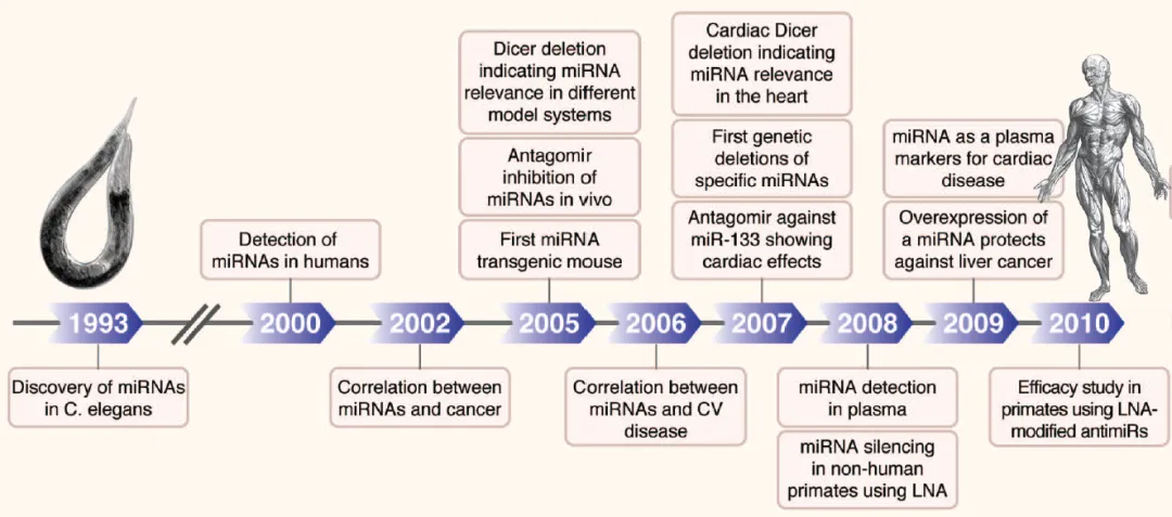 自1993-2000發(fā)現(xiàn)microRNA開始的microRNA研究進程