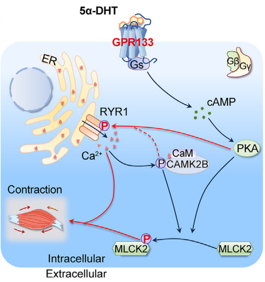 5α-DHT和AP503激活GPR133的功能及機制研究