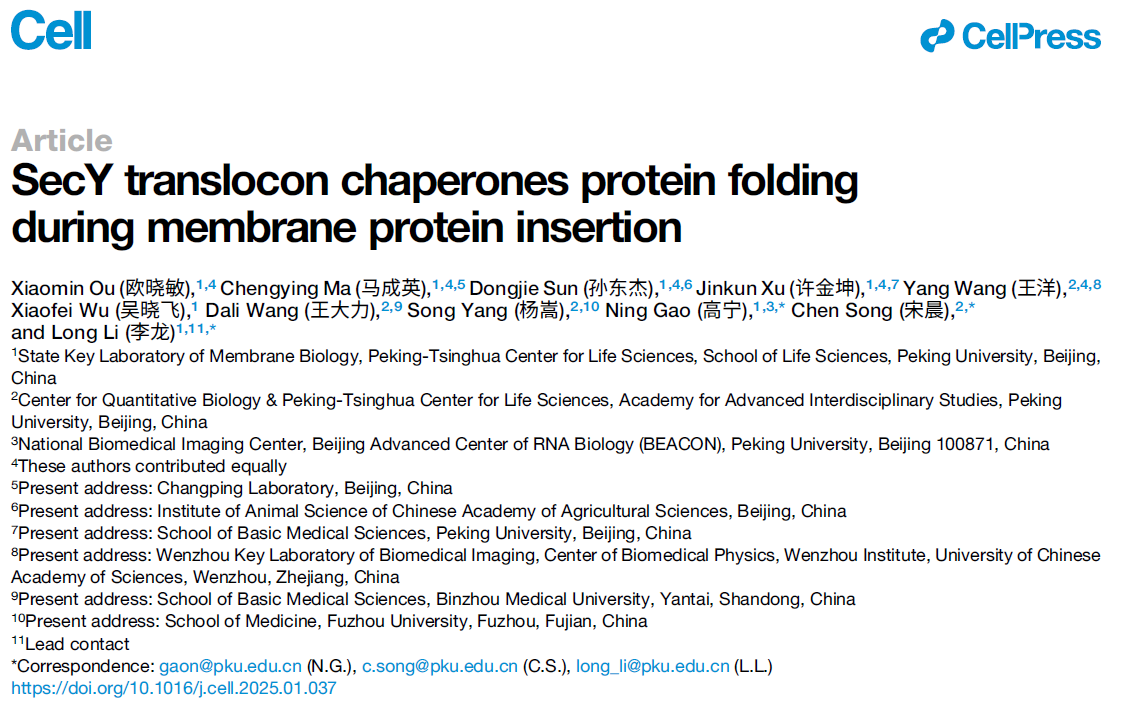 SecY translocon chaperones protein folding during membrane protein insertion