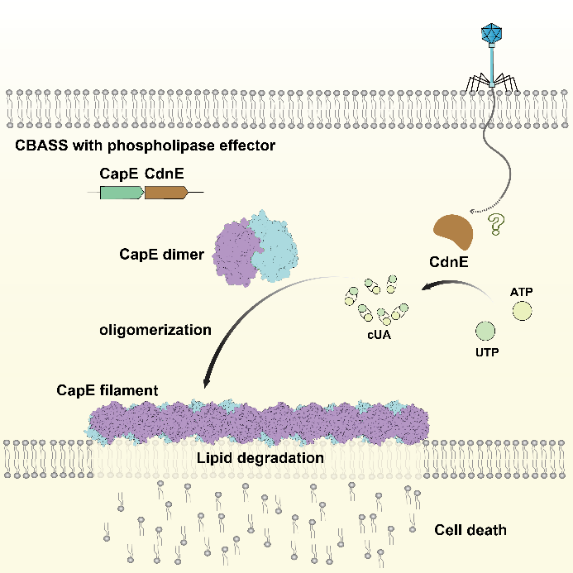 CBASS磷脂酶類效應(yīng)蛋白的抗噬菌體免疫機制
