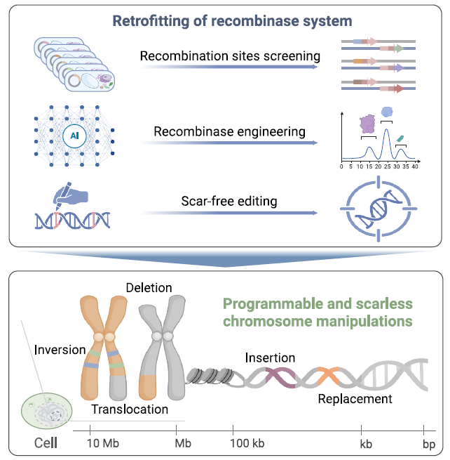 PCE 系統(tǒng)的開(kāi)發(fā)和精準(zhǔn)染色體編輯概述