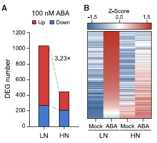氮營養(yǎng)狀態(tài)決定植物 ABA 應答反應