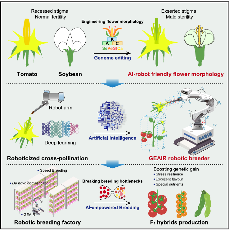 圖1 作物花型重塑與 AI 機(jī)器人協(xié)同設(shè)計(jì)實(shí)現(xiàn)智能自動(dòng)化雜交育種