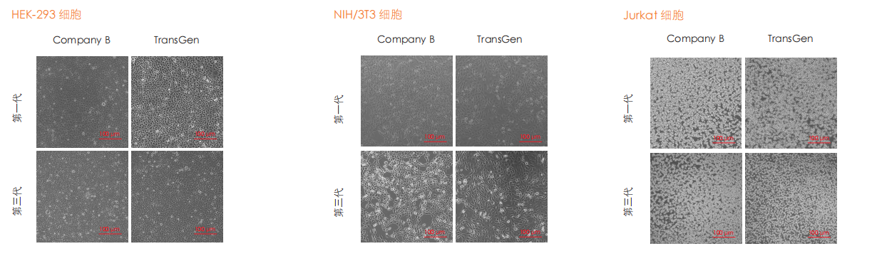 普通細(xì)胞培養(yǎng)圖 ( 部分結(jié)果 )