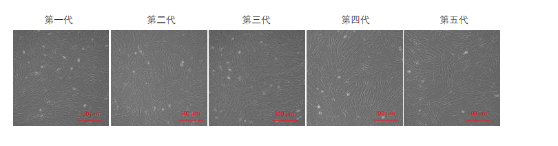 間充質(zhì)干細(xì)胞培養(yǎng)圖