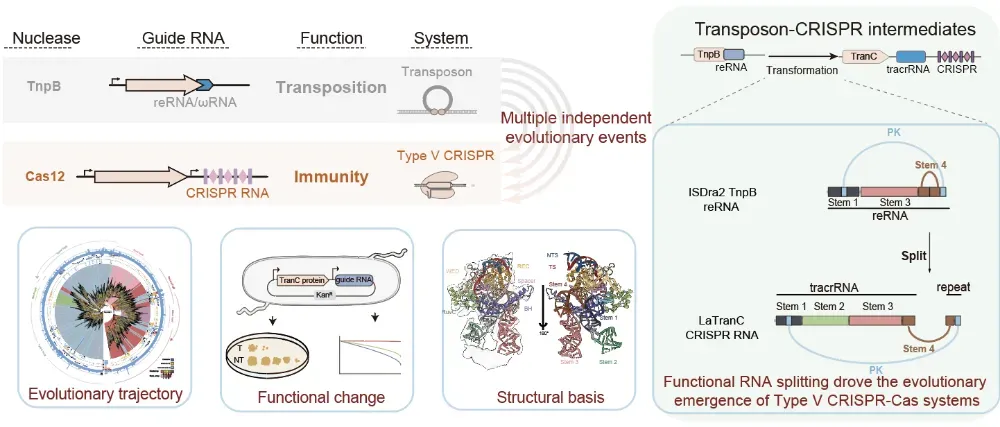 TranC系統(tǒng)的發(fā)現(xiàn)揭示了CRISPR起源的關鍵分子機制